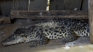 Crocodile-Alligator-(9)